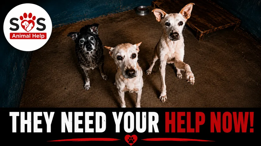 Rescued dogs needing help